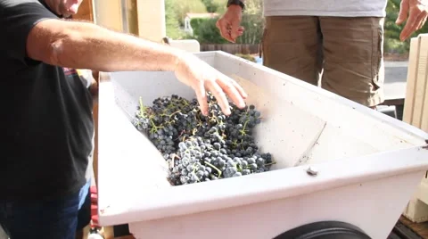 Wine Grape Destemmer Stock Footage 879635