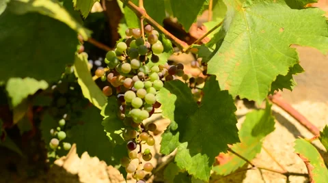 Wine grape Stock Footage 53941643