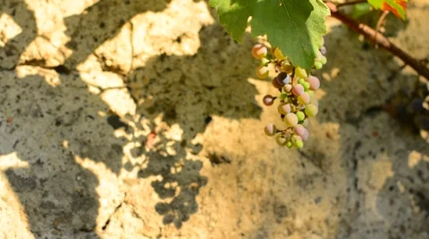 Wine grape. Stock Footage 53941782