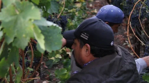Wine Grape Harvest 1 Stock Footage 879487