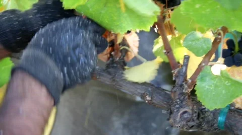 Wine Grape Harvest Stock Footage 860657