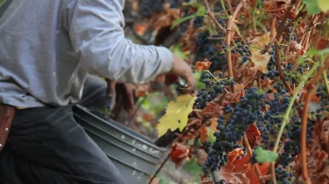 Wine Grape Harvest  Stock Footage 879444