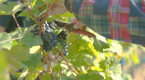 Wine Grape Harvest Stock Footage 58323893