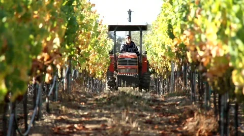 Wine Grape Harvest Tractor Stock Footage 860440