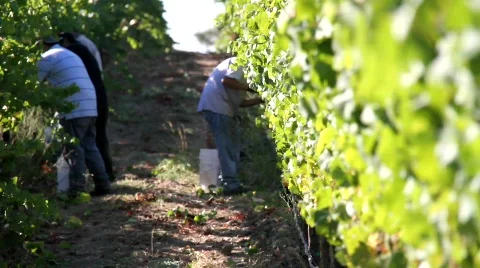 Wine Grape Harvest Workers Stock Footage 860585