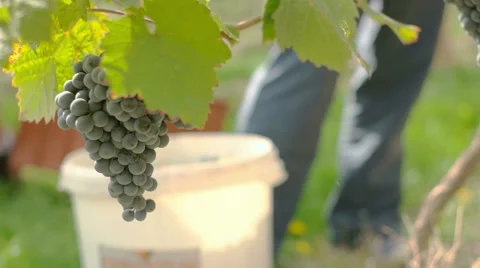 Wine Grape Harvested, up look Stock Footage 58325031
