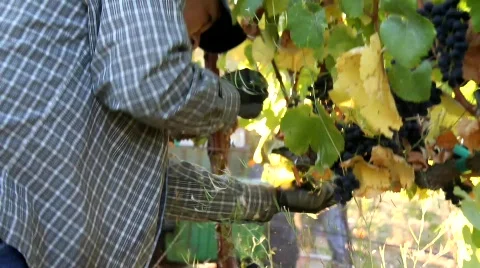 Wine Grape Picker Stock Footage 860647
