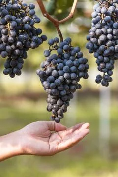 Wine grape quality control by hand in vineyard Stock Photos