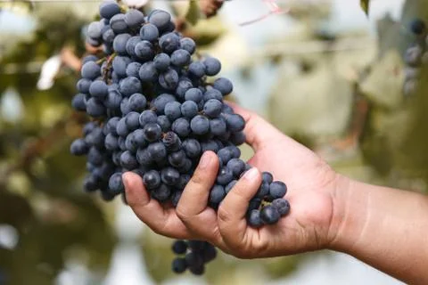 Wine grape quality control by hand in vineyard Stock Photos