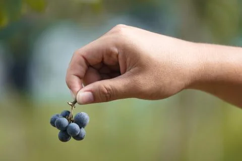 Wine grape quality control by hand in vineyard Stock Photos