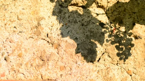 Wine grape shadowplay. Stock Footage 53941852