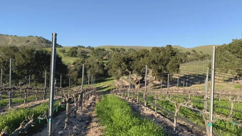 A wine grape vine in a rows, and green hills Stock Footage 261889010