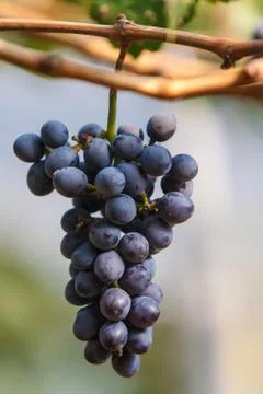 Wine grape in vineyard Stock Photos