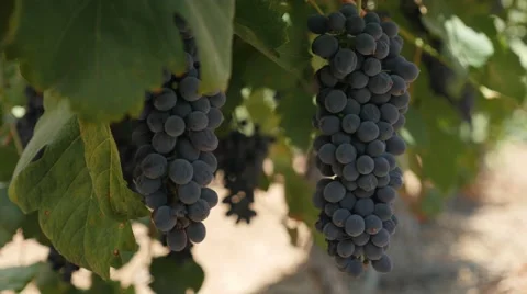 Wine grapes 4K 1 Stockbeeldmateriaal 44404982