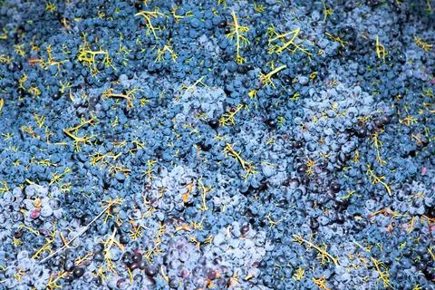 Wine grapes background Stock Photos