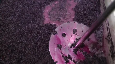 Wine grapes being mixed and cured for processing Vidéo 41929451