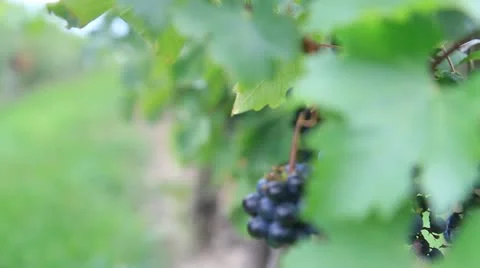 Wine Grapes Stockbeeldmateriaal 12836726