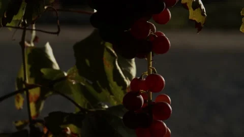 Wine Grapes Stockbeeldmateriaal 142046881