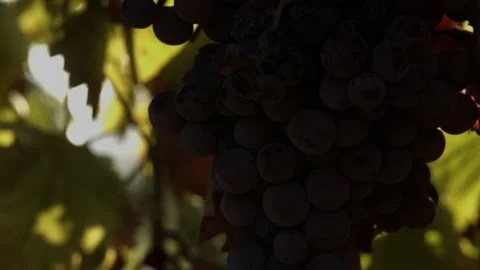 Wine Grapes Stockbeeldmateriaal 142046948
