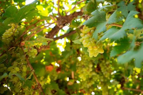 Wine grapes fruit on the tree Stock Photos