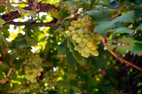 Wine grapes fruit on the tree Stock Photos