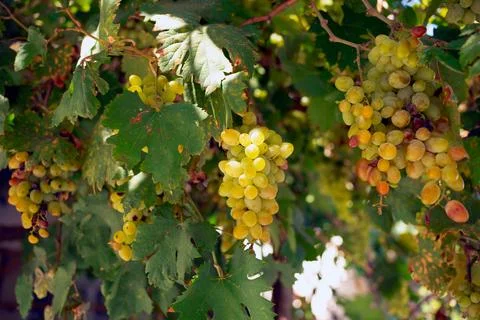 Wine grapes fruit on the tree Stock Photos