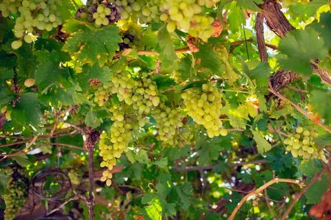 Wine grapes fruit on the tree Stock Photos