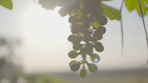 Wine grapes hanging from the vine Video stock 74060939