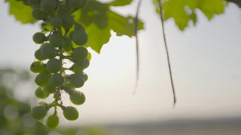 Wine grapes hanging from the vine Stock Footage 74061045