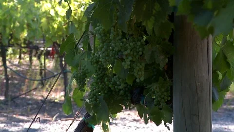 Wine grapes hanging on a vine Stock Footage 78978309