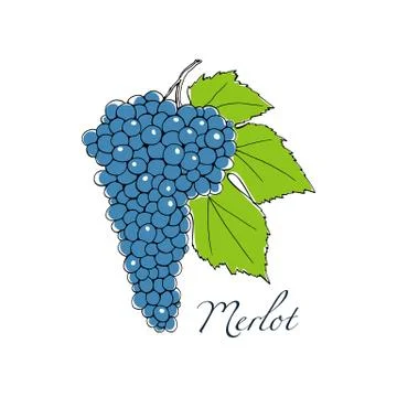 Wine grapes illustration Stock Illustration