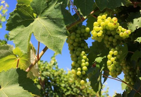 Wine grapes Stock Photos