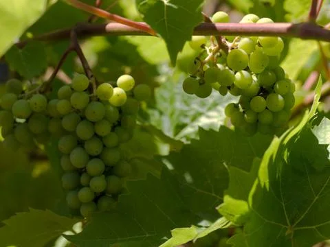Wine grapes Foto stock