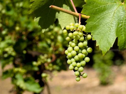 Wine grapes Foto stock