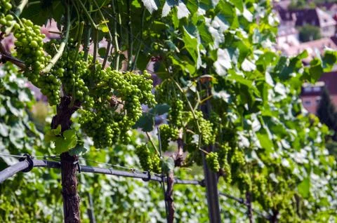 Wine grapes Stock Photos