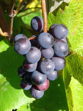 Wine Grapes Фото