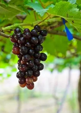 Wine grapes Stock Photos