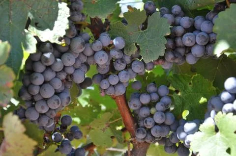Wine grapes 写真素材