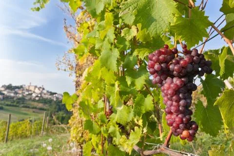 Wine grapes Stock Photos