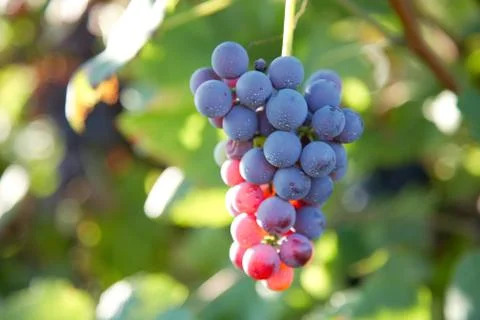 Wine grapes Stock Photos