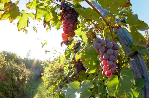 Wine grapes Stock Photos