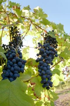 Wine grapes Stock Photos