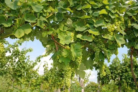 Wine grapes Foto stock