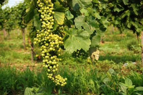 Wine grapes Foto stock