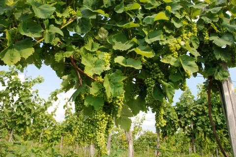 Wine grapes Stock Photos
