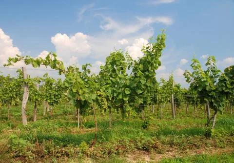 Wine grapes Stock Photos