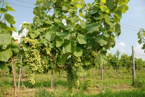 Wine grapes Stock Photos