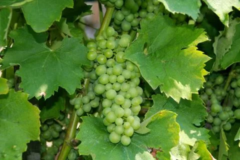 Wine grapes Stock Photos