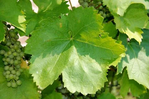 Wine grapes Foto stock