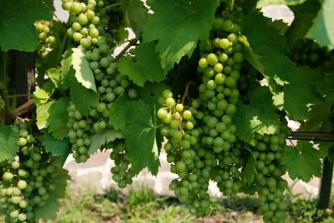 Wine grapes Stock Photos